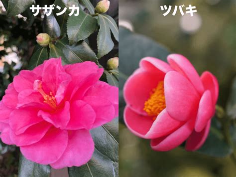 樹椿|椿（ツバキ）と山茶花（サザンカ）の違いと見分ける方法をご紹。